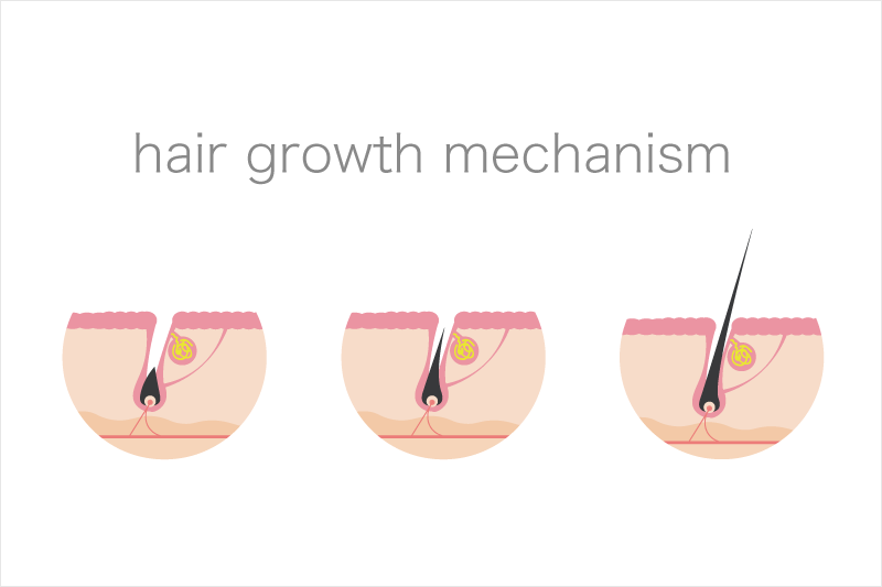 ムダ毛は発毛サイクルが続く状態では半永久的に毛が生えてきますのイメージイラスト