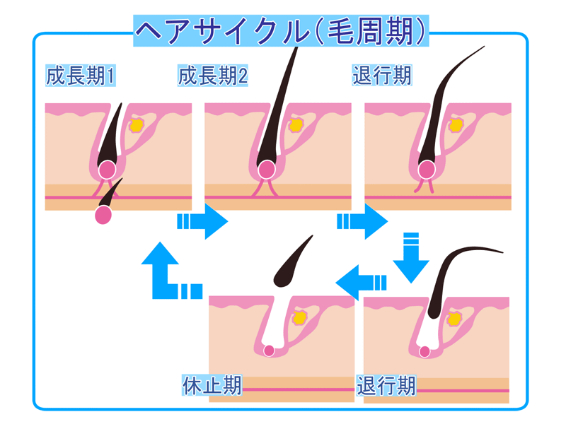 発毛システムの毛周期のイメージ